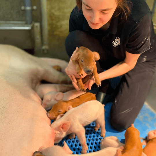 Varkensboerin met pasgeboren biggetjes bij Brasvar-leverancier