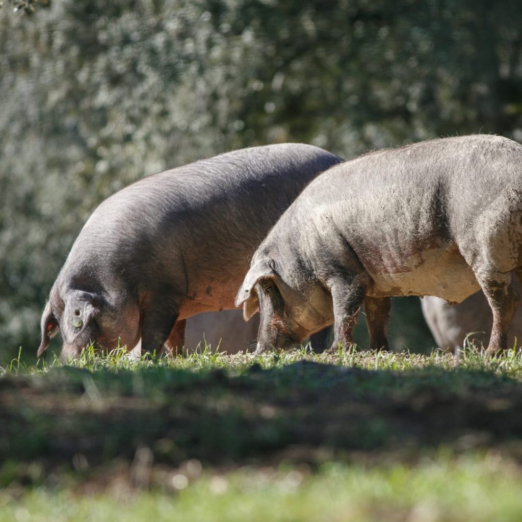 Iberico varkens in de natuur grazend op eikels en gras